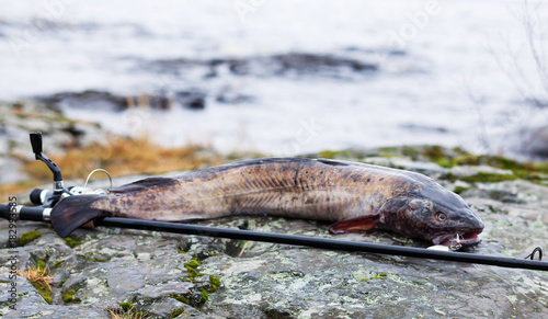 Fotografi Caught burbot on the shore