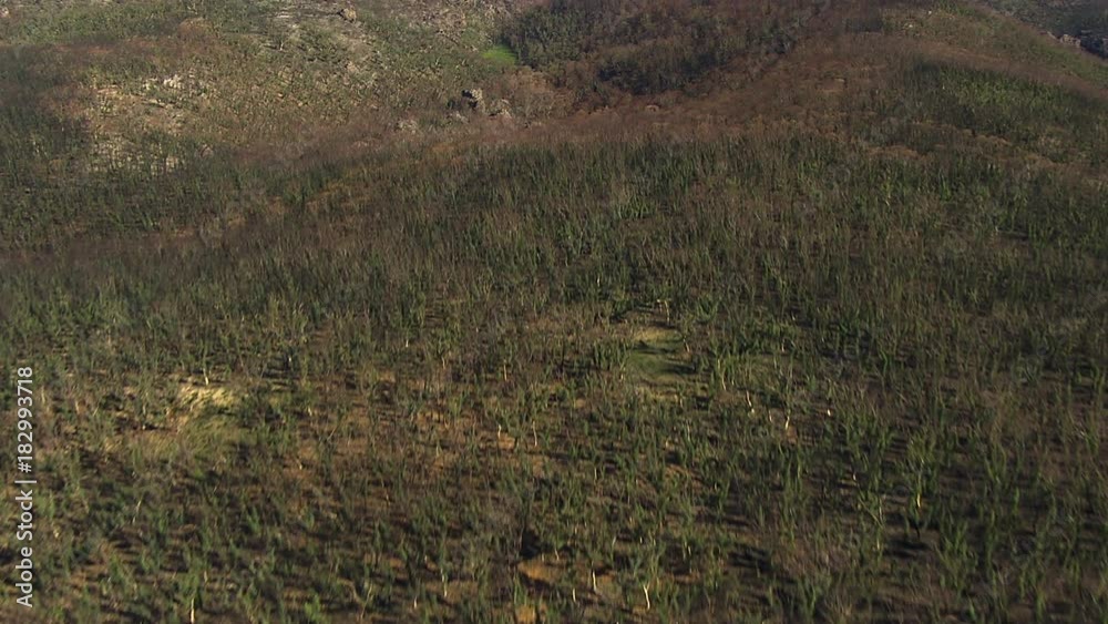 A full shot of trees and mountains with a wide land. camera moves forward A full shot of trees and mountains with a wide land. camera moves forward
