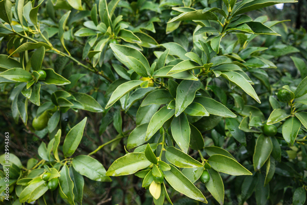 leaves of fortunella margarita oval kumquat rutaceae from china