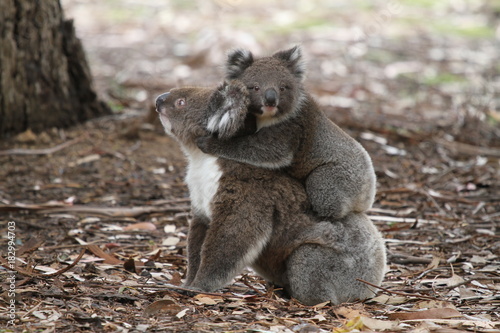 Wild Koala with baby © Maik Boenig