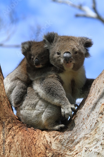 Fototapeta Naklejka Na Ścianę i Meble -  Wild Koala with baby