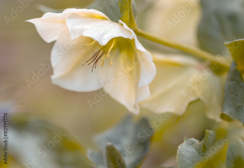 Christrose (Helleborus)