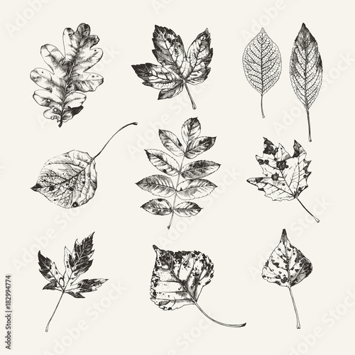 Hand drawn autumn leaves