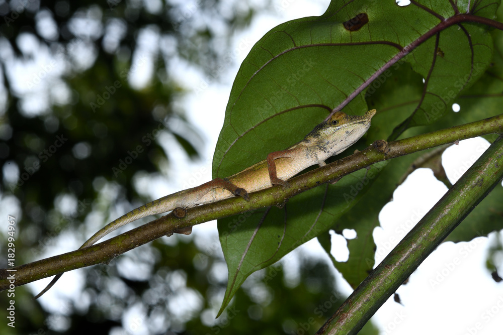 Long-nosed Chameleon (Calumma gallus) in the forest of Nosy Be, Madagascar
