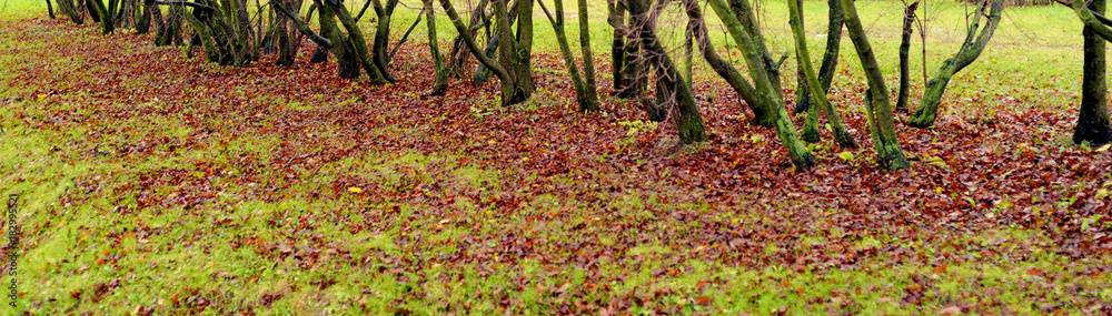 Autumn leaves in park.