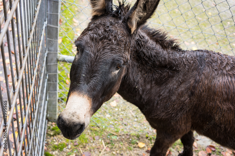 Fototapeta premium black donkey at fence close up view behind gate