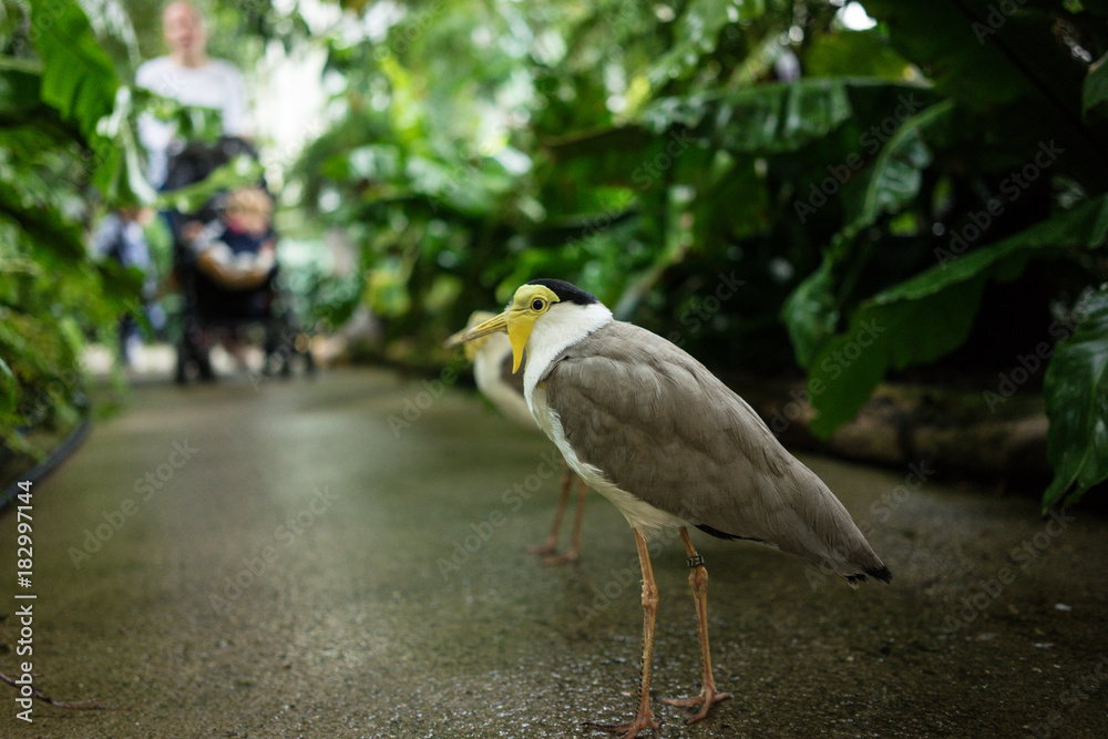 Fototapeta premium tropical bird with white and grey feather on concrete floor