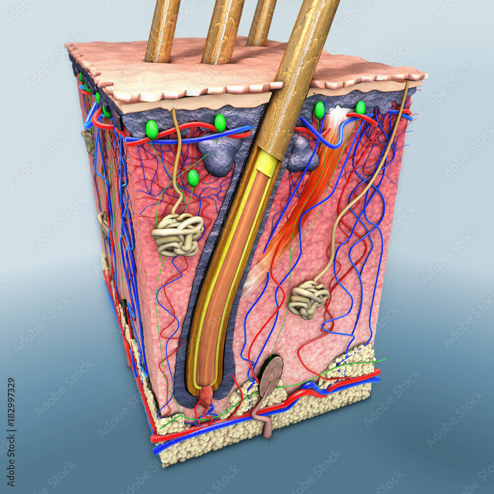 Skin part with a cross section of the human skin with hair follicle or ...