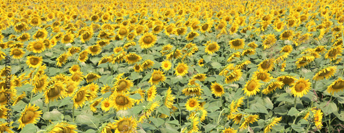 amazing beautiful background of flowered sunflowers in summer