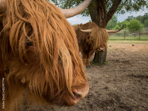 look of the Scottish shaggy cow