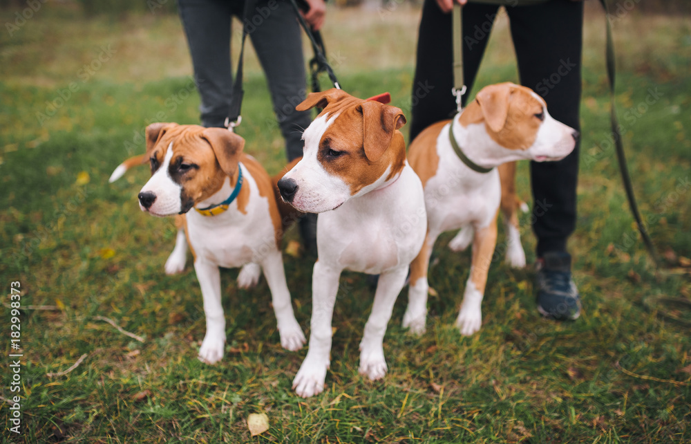 Puppies watch something attentively. Three puppies of the American Staffordshire terrier are white and brown color from one brood.