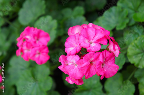 Fototapeta Naklejka Na Ścianę i Meble -  Pink colored pelargonia or geranium flowers with green background