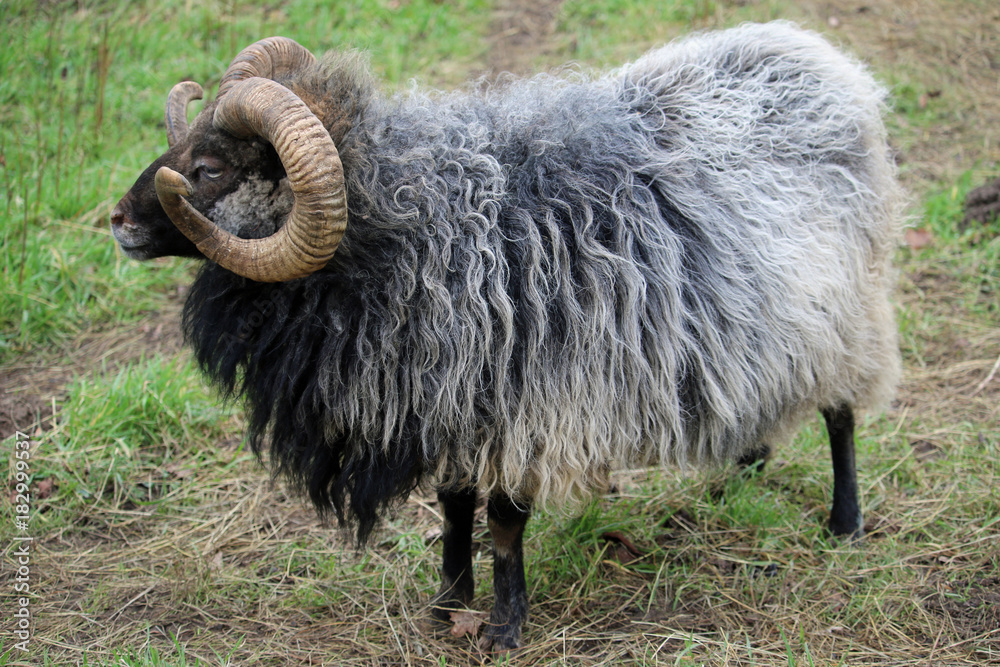 Rare breed sheep