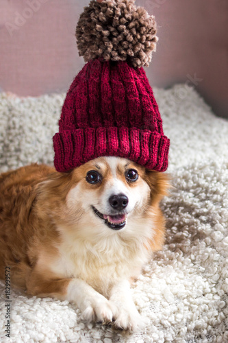 portrait of a dog in a winter cap