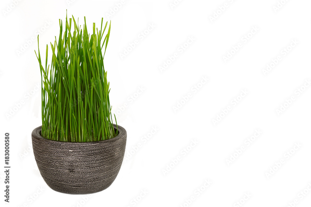 Young green Christmas wheat isolated on a white background Young green Christmas wheat isolated on a white background