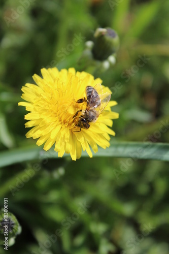 bee