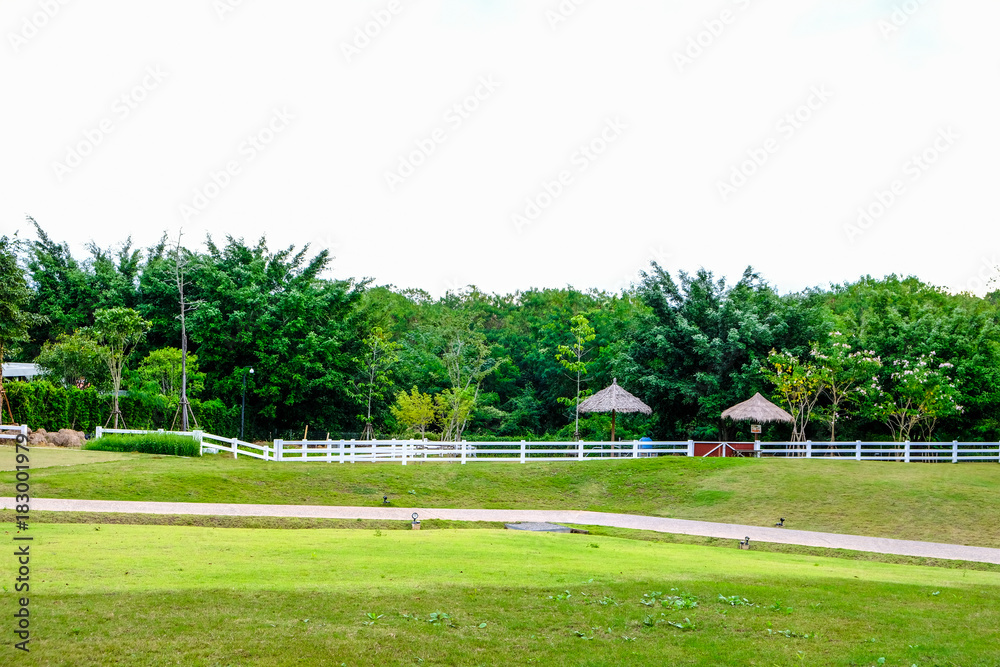 Obraz premium Landscape with field and forest