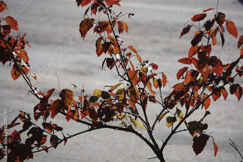 Japanese acer leaves revealing the beautiful autumnal colours of the changing seasons. photo