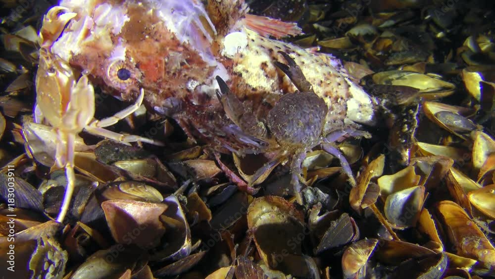 Several Jaguar round crab (Xantho poressa) eats dead fish, then they are joined by Flying swimming crab (Liocarcinus holsatus).
Several Jaguar round crab (Xantho poressa) eats dead fish, then they are joined by Flying swimming crab (Liocarcinus holsatus).