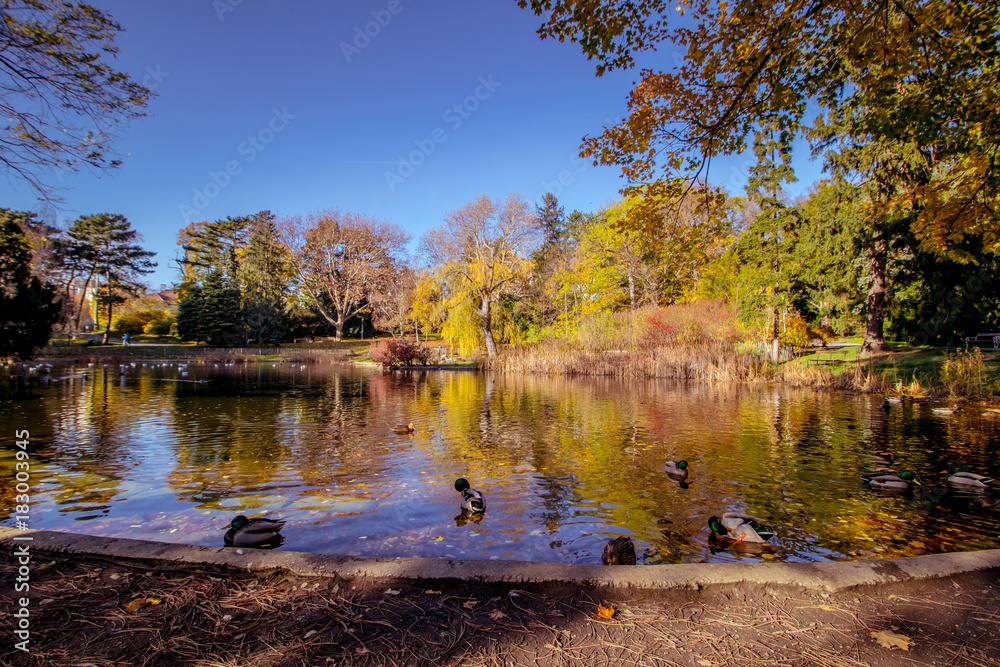 Obraz premium Herbst in dem Türkenschanzpark in Wien, Österreich