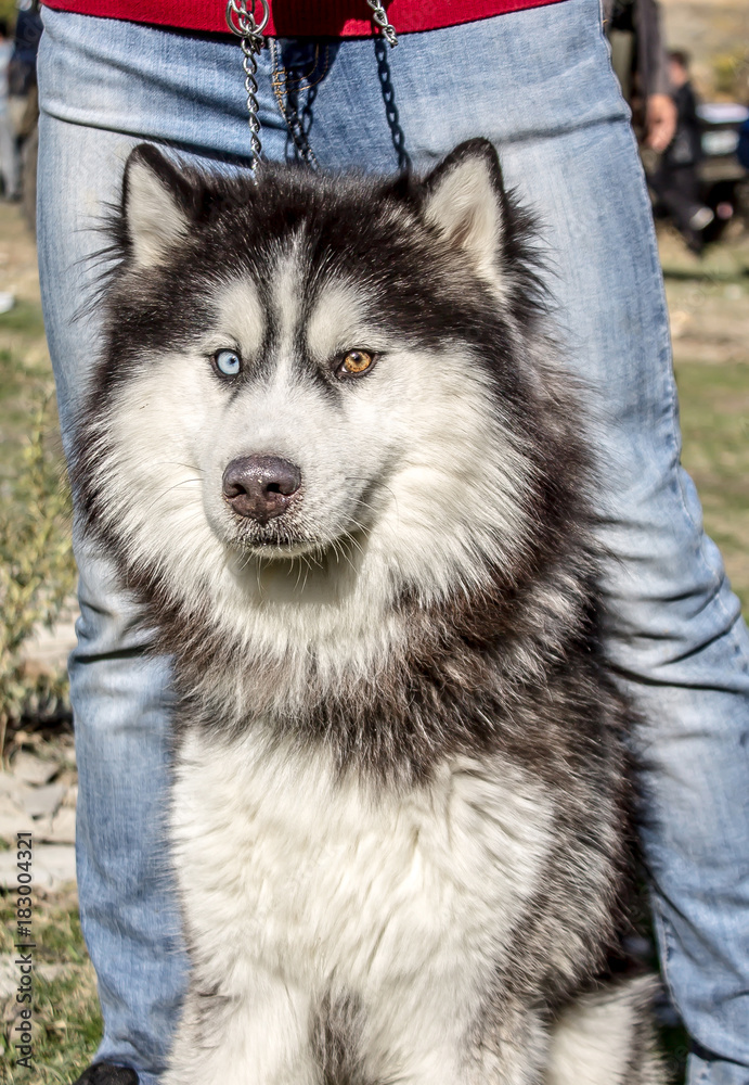 Dogs with different eyes color Dogs with different eyes color