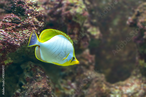 Pazifikfisch im Korallenriff