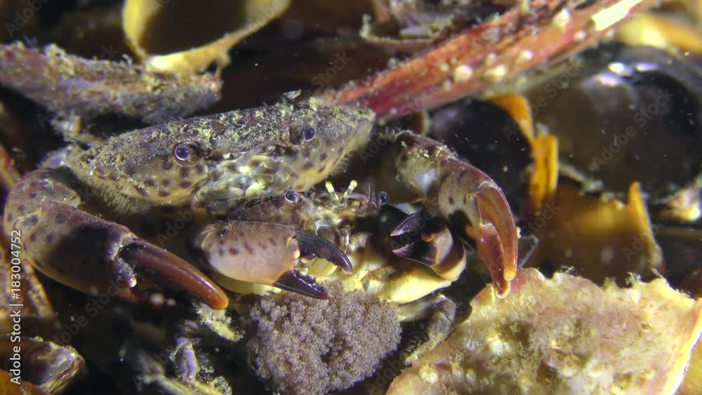 Reproduction of Jaguar round crab (Xantho poressa): the male wears a female with eggs.
Reproduction of Jaguar round crab (Xantho poressa): the male wears a female with eggs.
