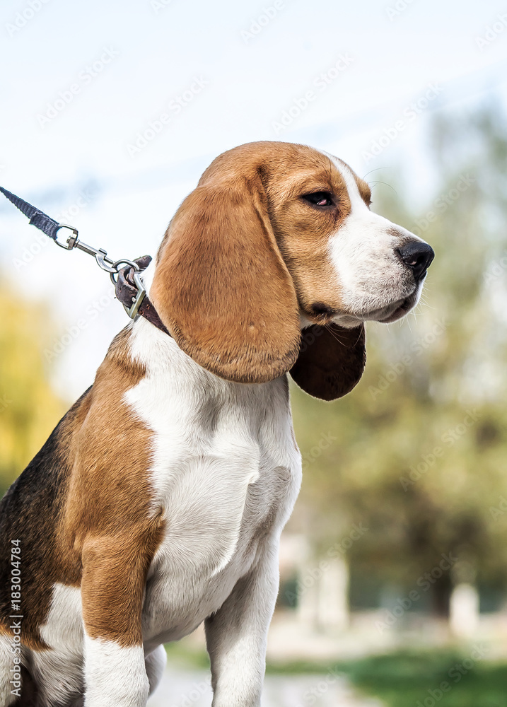 Dog beagle in nature