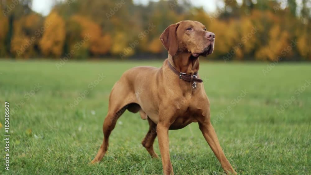 Beautiful dog Vizsla in autumn park Beautiful dog Vizsla in autumn park