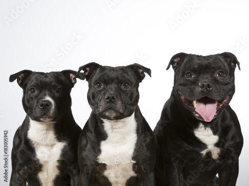 American staffordshire dogs isolated on white. Group of dogs.