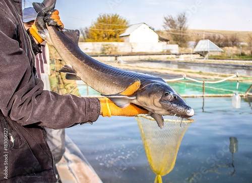 Fish sturgeon on a fish farm photo