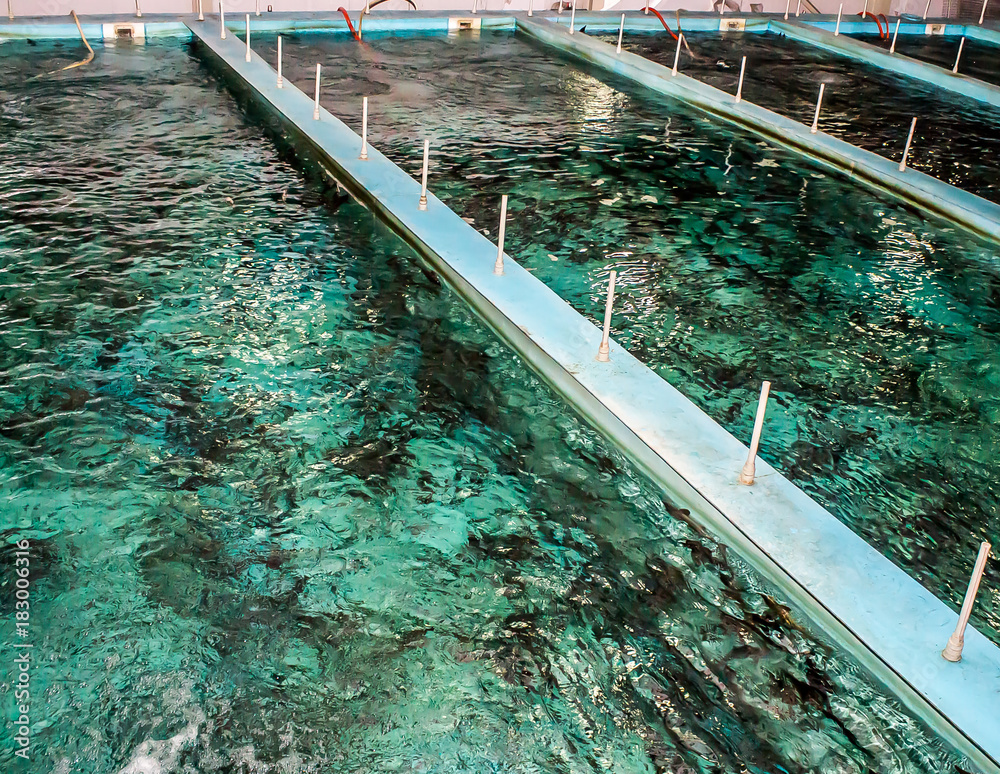 Fototapeta premium Swimming pool for fish breeding