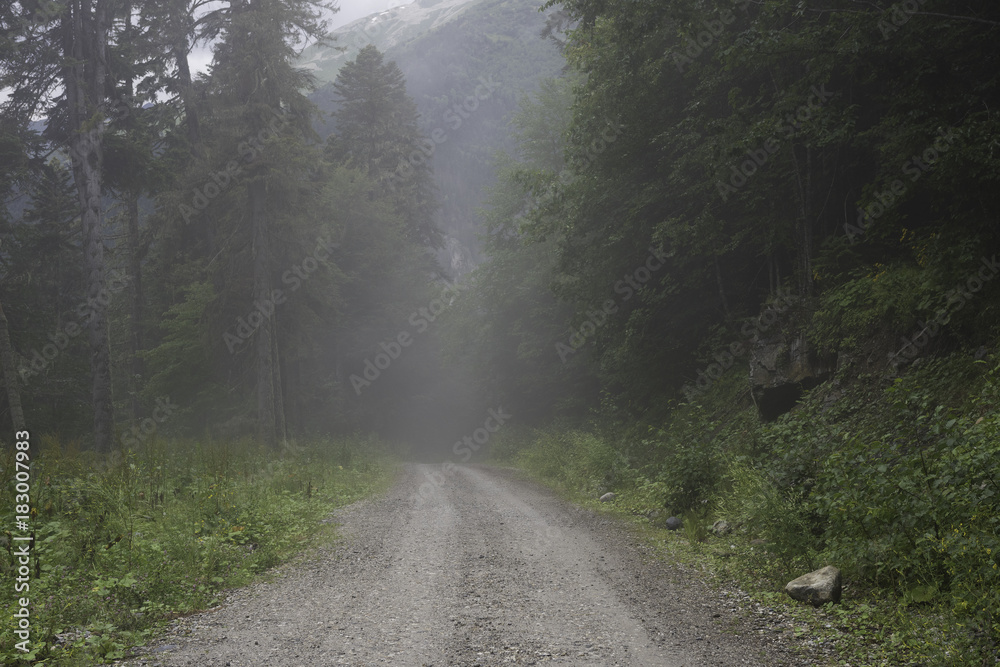 Walk in the forest. Walk in the forest.
