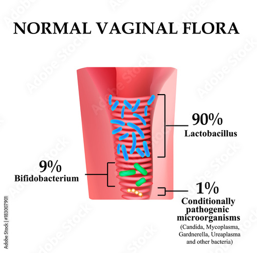 Normal microflora of the vagina. Normocenosis of the vagina. The ratio of lactobacilli, bifidobacteria and conditionally pathogenic bacteria. Infographics. Vector illustration on isolated background