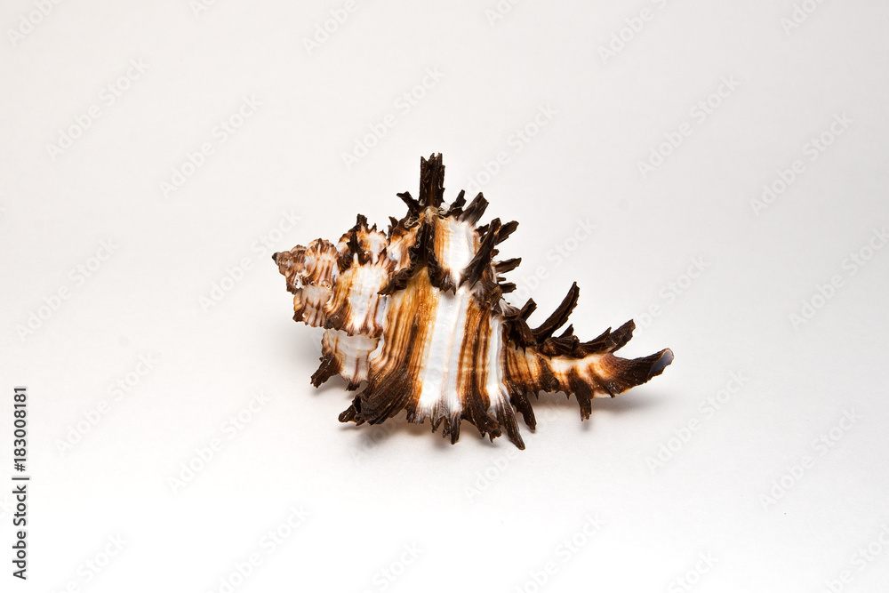 shell Murex shell Murex