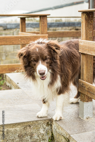 Border collie shepherd dog portrait outdoors in belgium
