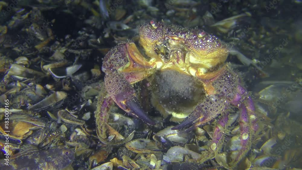 Spawning of crab (Eriphia verrucosa): the female throwing eggs into the water column by abdomen moves, front view.
Spawning of crab (Eriphia verrucosa): the female throwing eggs into the water column by abdomen moves, front view.