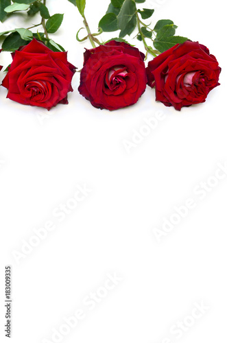 Red roses on a white background with space for text. Valentine decoration.
