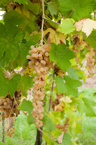 Grappolo di albana di romagna