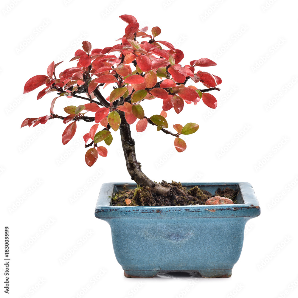 Small bonsai Cotoneaster integerrimus in blue ceramic pot isolated on white  background. Bonsai with autumn leaves. Copy space Stock Photo | Adobe Stock
