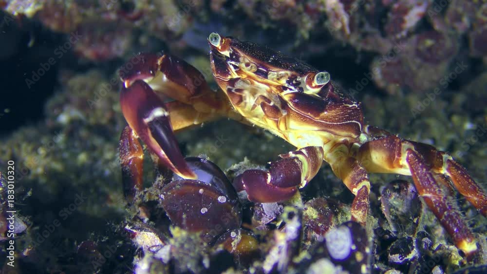Marbled rock crab (Pachygrapsus marmoratus) feels the open shell of the mussel with claws.
Marbled rock crab (Pachygrapsus marmoratus) feels the open shell of the mussel with claws.
