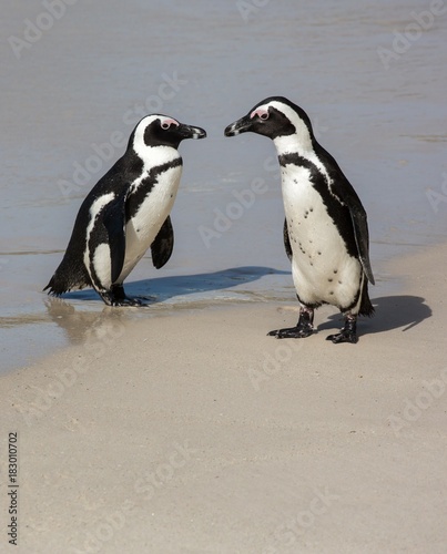 African Penguins at the Sea Shore