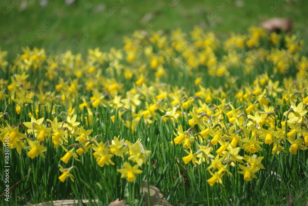 Feld aus Osterglocken zu Ostern im Frühling