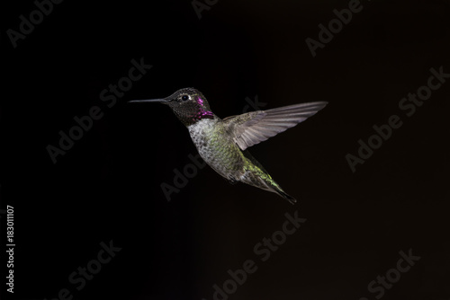 Anna's Hummingbird on Dark Background