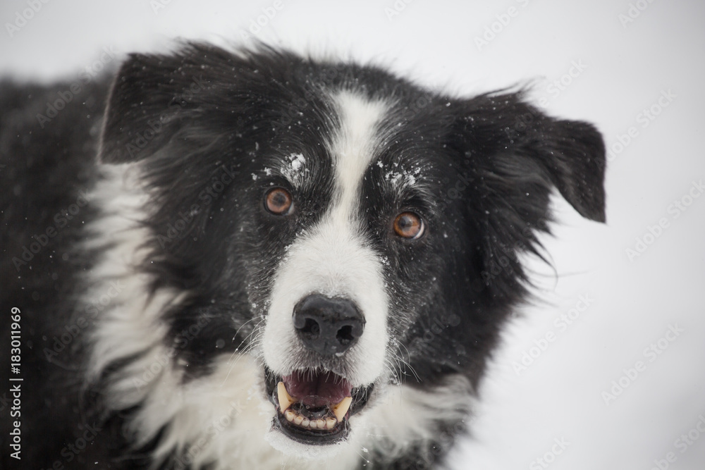 Happy Border Collie Dog in the Snow