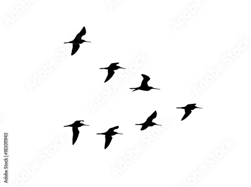 Black-tailed godwit (Limosa limosa) in flight. Vector silhouette a flock of birds 