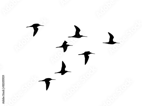 Black-tailed godwit (Limosa limosa) in flight. Vector silhouette a flock of birds 