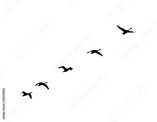 Whooper Swan (Cygnus cygnus) wedge in flight. Vector silhouette a flock of birds 