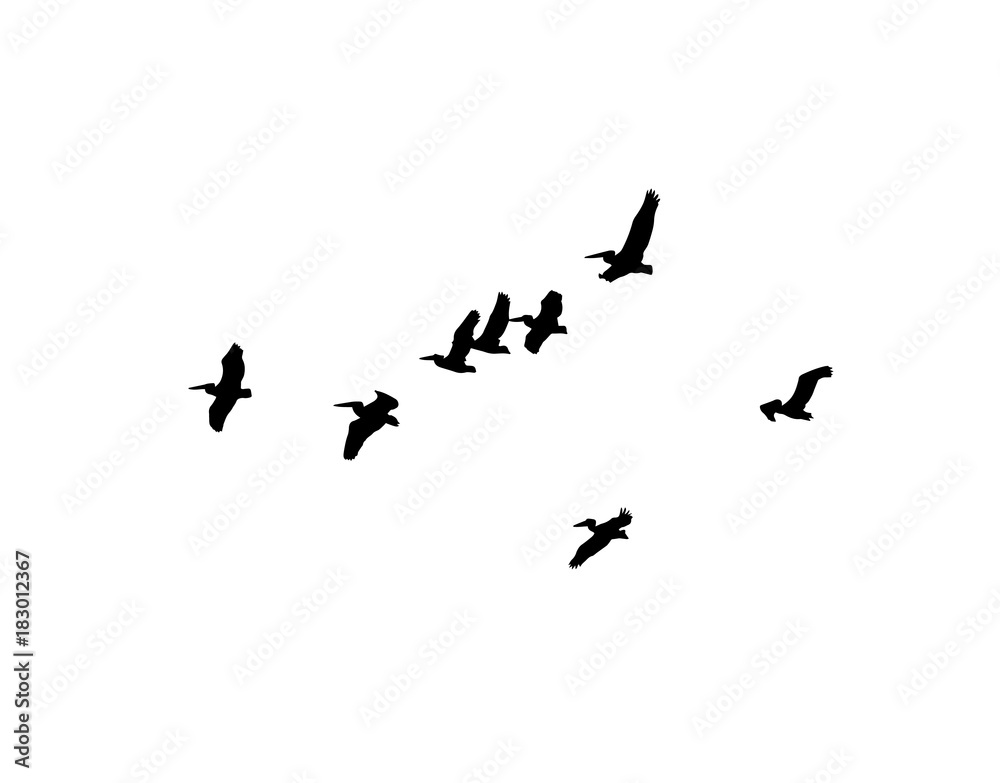 Dalmatian pelican (Pelecanus crispus) wedge in flight. Vector silhouette a flock of birds Dalmatian pelican (Pelecanus crispus) wedge in flight. Vector silhouette a flock of birds