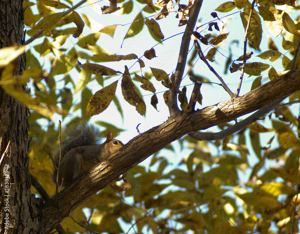 This image shows a squirrel on the top of a tree. This image shows a squirrel on the top of a tree.